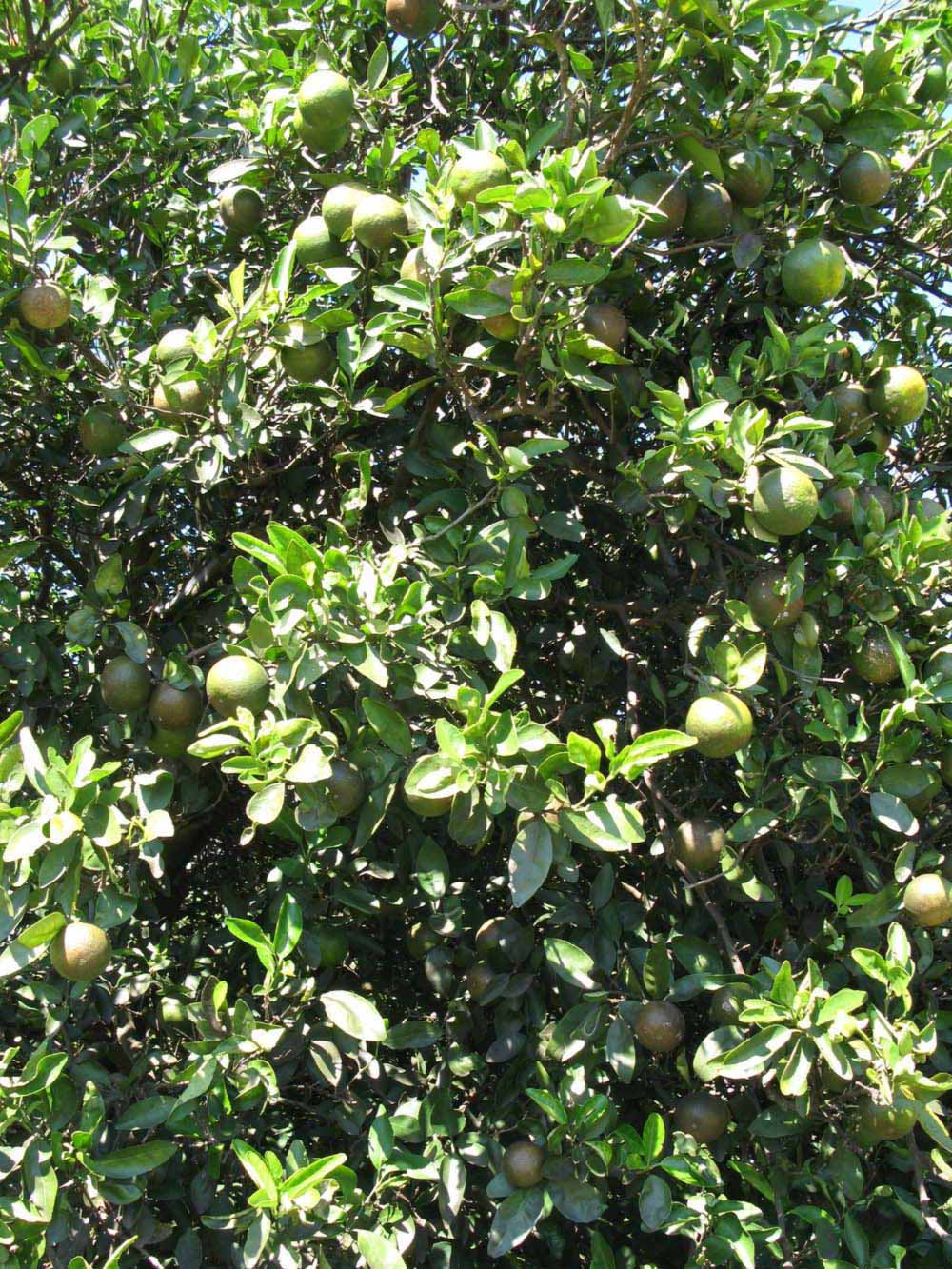              Sun leaves (Winter Haven, FL)       